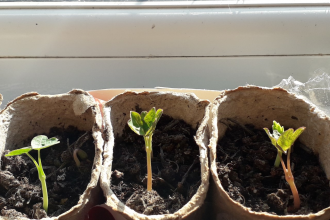 Seedlings