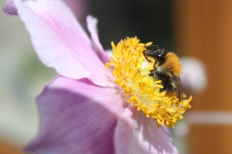 A tree bumblebee feeding from the pink and yellow flower of Cosmos