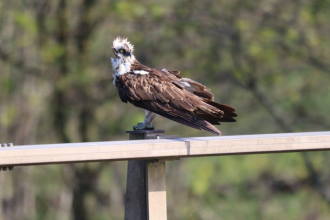 An osprey perched on a motorway bridge over the River Ribble in Preston