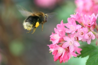 Tree bumblebee