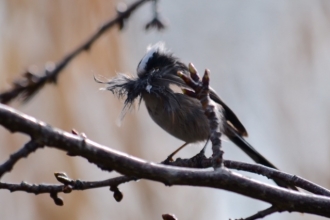 Long-tailed tit perched on a twig with nest material in its beak