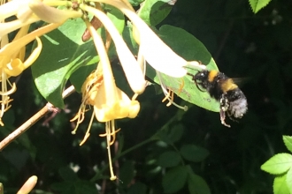 Bombus hortorum