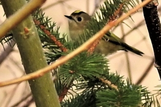 Goldcrest by Dave Steel