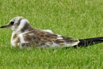 Black-headed gull juvenile by Dave Steel