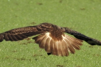 Buzzard by Dave Steel