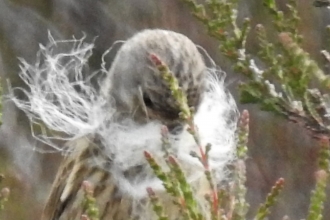 Linnet building a nest with cotton grass