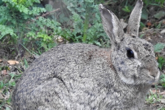 Rabbit by Dave Steel