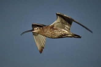 Curlew by Dave Steel