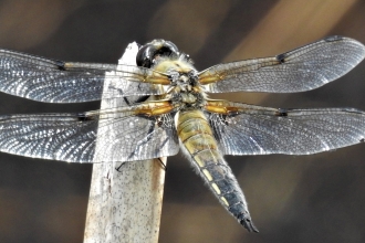 Four Spotted Chaser by Dave Steel