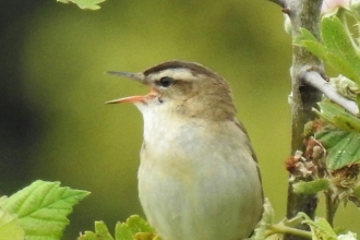 Sedge warbler by Dave Steel