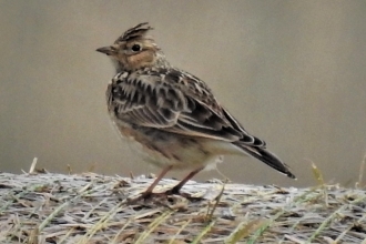 Skylark by Dave Steel