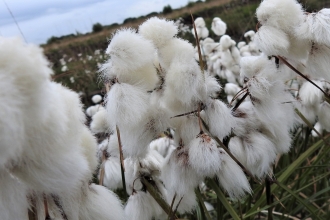 Cotton grass by Dave Earl