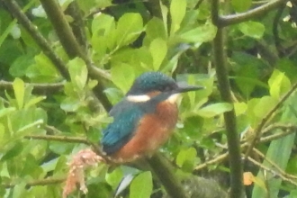 Kingfisher by Dave Steel