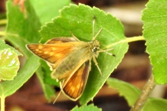 Large skipper by Dave Steel