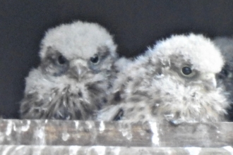 Kestrel chicks by Dave Steel