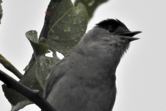 Blackcap by Dave Steel