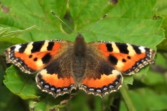 Small tortoiseshell by Dave Steel