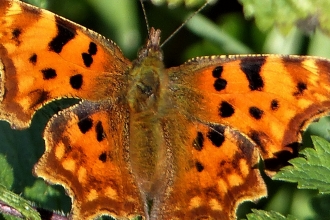 Comma by Dave Steel