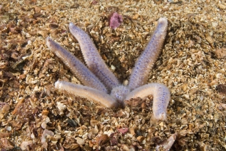 A common starfish digging into the ocean floor for prey