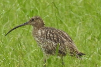 Curlew by Dave Steel