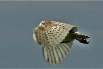 Barn owl by Dave Steel