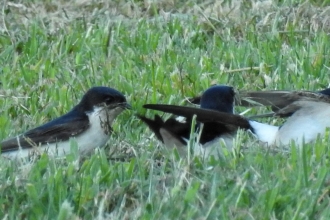 House martins collecting for nest by Dave Steel