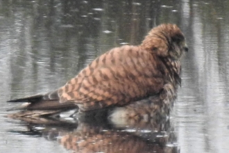Kestrel bathing by Dave Steel