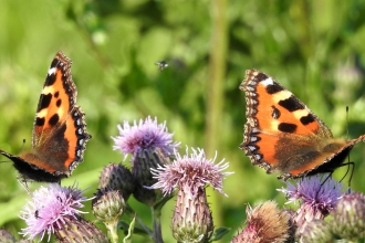 Small tortoiseshell by Dave Steel