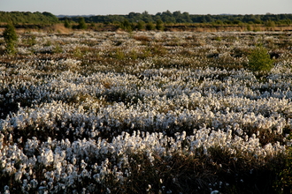 Cottongrass - Little Woolden Moss