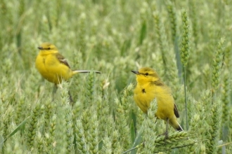 Yellow wagtail by Dave Steel