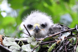 Young buzzard in nest by Dave Steel