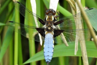 Broad-bodied chaser by Dave Steel