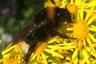 Bombus vestalis by Karen McCartney