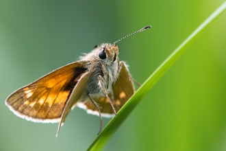 Large Skipper