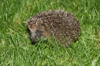 Hedgehog by Amy Lewis