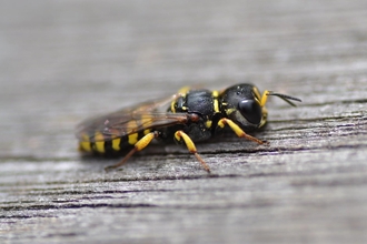Ectemnius sp by Pauline Weeks