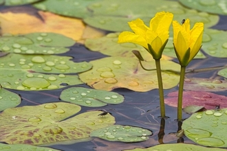 Floating Heart Lilies 