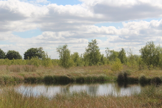 Bog pool at Highfield Moss