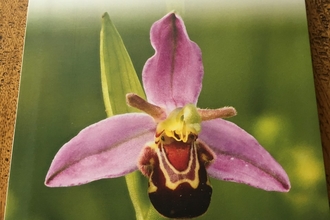 Britain's Orchids