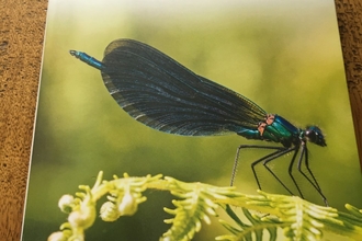 Europe's Dragonflies