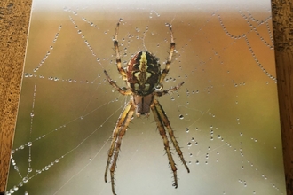 Britain's spiders
