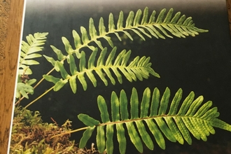 Britain's Ferns