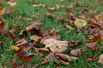 Autumn leaves 