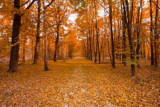 Autumn trees