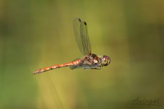 Common Darter 