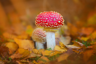 A pair of fly agaric mushrooms growing amongst orange autumn leaves