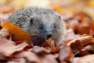 Hedgehog