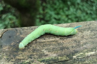 A lime hawkmoth caterpillar resting on a tree trunk at Heysham Nature Reserve