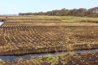 Thousands of plugs of green sphagnum moss planted in rows