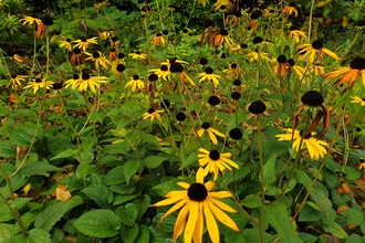 A clump of yellow rudbekia flowers